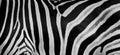 Texture of fur, wool zebra. Striped black and white background.