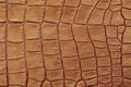 Texture of genuine leather close-up, embossed under the skin of brown reptile, croco. For modern pattern, wallpaper or Royalty Free Stock Photo