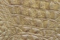 Texture of genuine leather close-up, khaki, embossed under the skin of reptile, croco. Trendy pattern Royalty Free Stock Photo