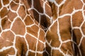 Wild african animals Royalty Free Stock Photo