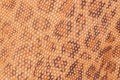 Texture of genuine patent leather close-up, embossed under the skin a leopard natural bright brown color , background