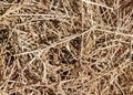 Texture of dry straw pile