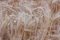 Texture of golden ears of wheat field. Royalty Free Stock Photo