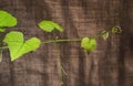 The texture of a grape-vine on a blurred textured background. Royalty Free Stock Photo