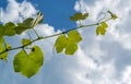 The texture of a grape-vine with grapes ovary against the blue sky Royalty Free Stock Photo