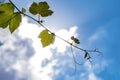 The texture of a grape-vine against the blue sky Royalty Free Stock Photo