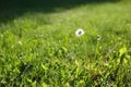 Texture of grass with dandelions