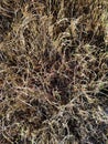 texture, grass dried out by summer heat