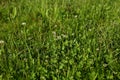 The texture of the grass with white clover