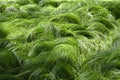 Texture of grasses rocked by the wind No3 Royalty Free Stock Photo