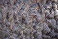 Texture of gray astrakhan fur. natural background Royalty Free Stock Photo