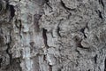 Texture of gray bark of European spruce