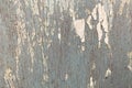 Texture of gray old wooden wall with cracking white paint