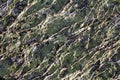 Texture of gray stone with a diagonal relief with a green lichen growing on it