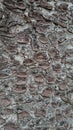 Texture of gray tree bark close up. Royalty Free Stock Photo