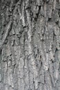 Texture of gray tree bark Royalty Free Stock Photo