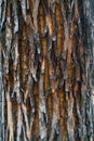 Texture of gray tree bark for 3D modeling. Tree with gray bark, Royalty Free Stock Photo