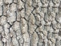 The texture of the gray tree bark image that fills the frame Royalty Free Stock Photo