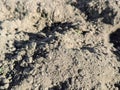 Texture of grayish brown soil with clumps Royalty Free Stock Photo
