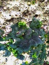 Sea moss attached to the surface of coral Royalty Free Stock Photo