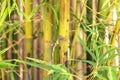 Texture, green bamboo grows in the jungle. Close-up Royalty Free Stock Photo
