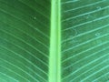 Texture of green banana leaves