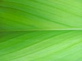 texture of  green banana leaves can be used as a natural-looking background. Royalty Free Stock Photo