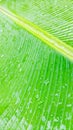 Texture of green banana leaves, wet after rain Royalty Free Stock Photo