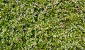 Texture of green bushes with white flowers. Royalty Free Stock Photo