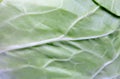 Texture of a green cabbage Royalty Free Stock Photo