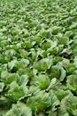 Texture of green cabbage field Royalty Free Stock Photo