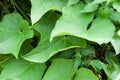 Texture of green chuchu leaves Royalty Free Stock Photo