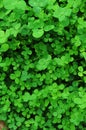 Texture of a green clover