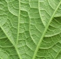 Texture of green cucumber leaf on the back Royalty Free Stock Photo
