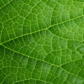 Texture of green cucumber leaf Royalty Free Stock Photo