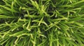 Texture of green cut grass, background of lawn. Close-up. Royalty Free Stock Photo