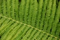 Texture of green fern leaf close-up