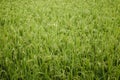 The texture of green fields of rice in the afternoon sunlight. Royalty Free Stock Photo