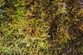 Texture green fluffy moss Royalty Free Stock Photo