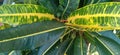 Texture green foliage with yellow line Royalty Free Stock Photo