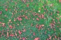 Texture of green fresh mown trimmed smooth natural bright grass, English lawn fields and scattered petals red flowers. background Royalty Free Stock Photo
