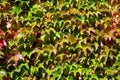 Texture of green grape leaves on a sunny day Royalty Free Stock Photo