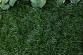 Texture of green grass as background, top view Royalty Free Stock Photo