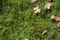 The texture is green grass with dead dry leaves. Royalty Free Stock Photo
