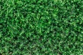 Texture of green grass Polygonum aviculare