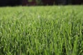 Texture of green grass. Green soccer grass background. natural grass side view. fresh cut grass. Lawn for the background