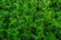 The texture of green grass surface for the background, Top view of grass field Ideal concept used for making green flooring, lawn Royalty Free Stock Photo