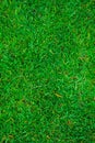 Texture of green grass on the whole frame