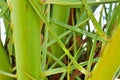 Texture green intertwined cross-linked green fresh natural leaf tropical palm tree south jungle exotic unusual abstract background Royalty Free Stock Photo