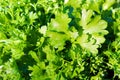 Texture green juicy fresh herb parsley background Royalty Free Stock Photo